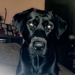 Meet your Posher, Taylor